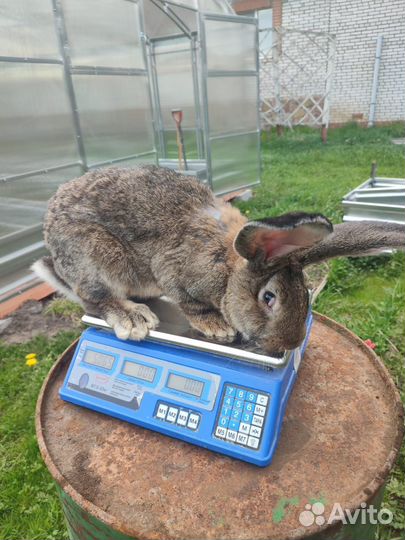 Кролики породы фландр