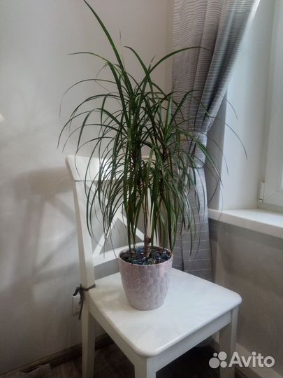 Пальма драцена