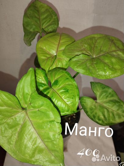 Сингониум манго, батик, брокант