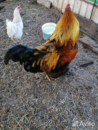Петух на племя породистый