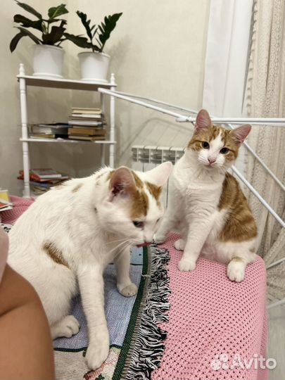 Турецкий Ван котенок