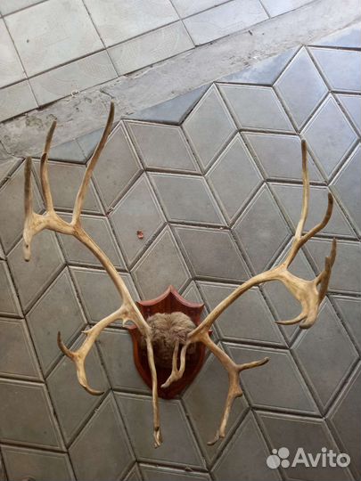 Рога оленя (привезены с о. Сахалин)