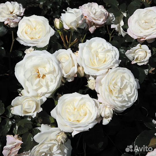 Розы в ассортименте