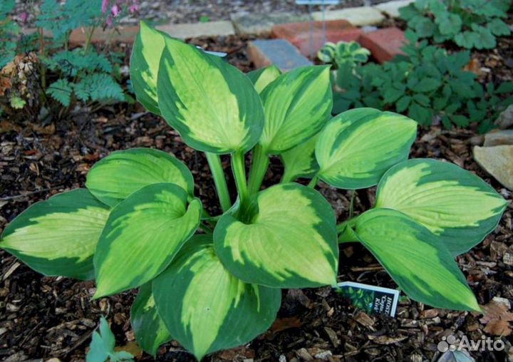 Хосты Капитан Кирк