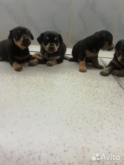 Той терьер щенки в Гостагаевской