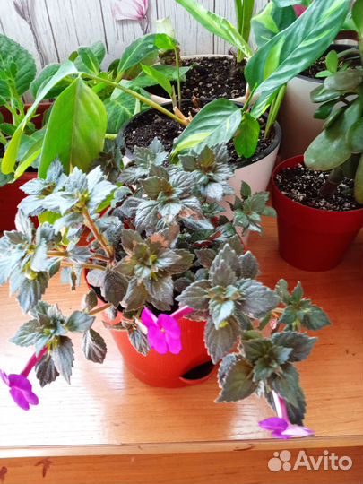 Цветы комнатные