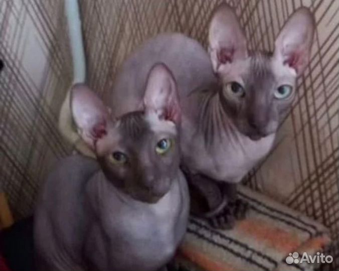 Продам котёнка