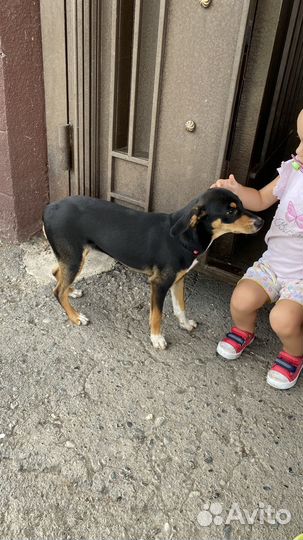 Собака в добрые руки