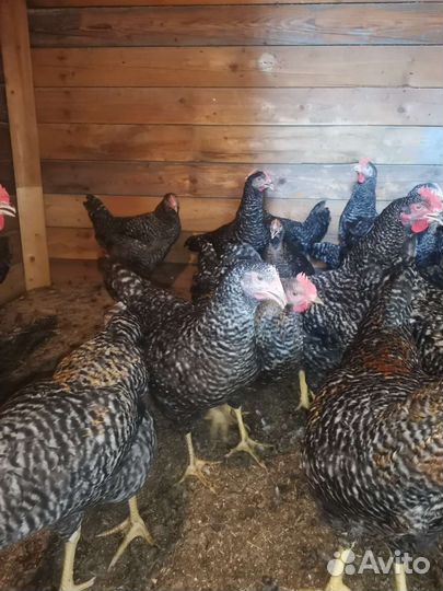 Куры и петухи мастергрейс, кучинский петухи