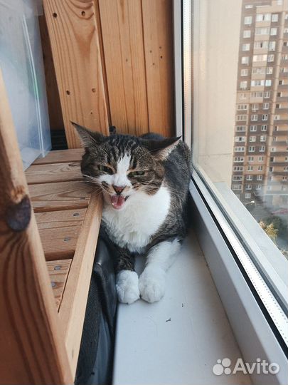 Умерла хозяйка