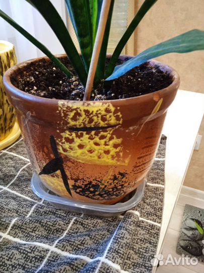 Дримиопсисы, аглаонемы, драцены. Комнатные цветы