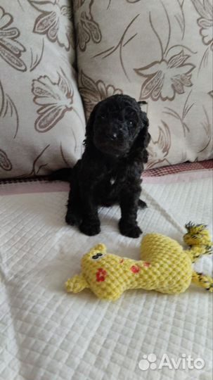 Щенок пуделя