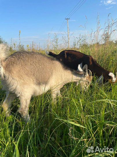 Продам козлят