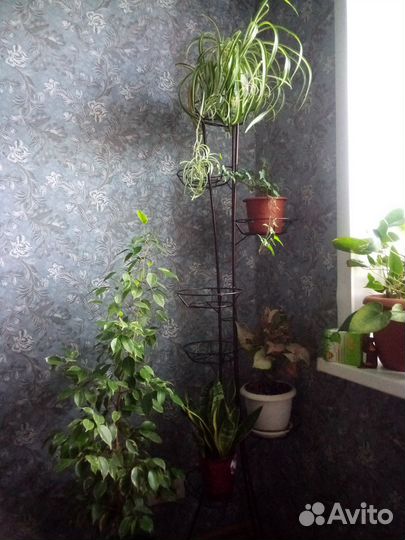 Комнатные цветы