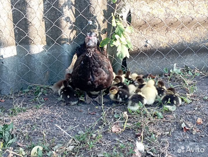 Мускусные индоутята