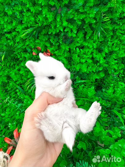 Мини карликовый кролик - нежное чудо меньше ладони