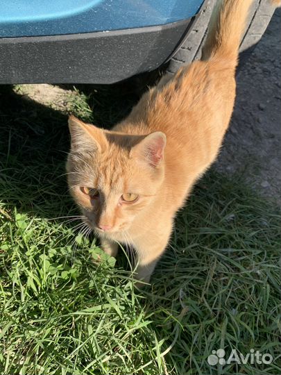 Рыжик хочет домой, 5-6 мес, очень ласковый