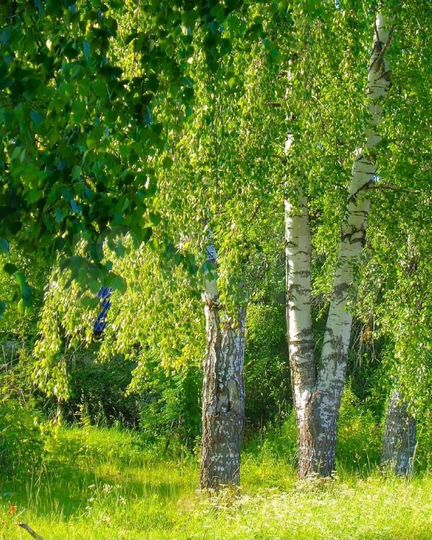 Участок 24 сот. (ИЖС)