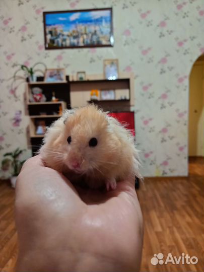 Сирийский хомяк