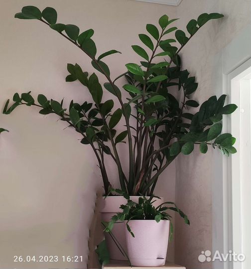 Замиокулькас