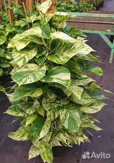 Эпипремнумы разные сорта