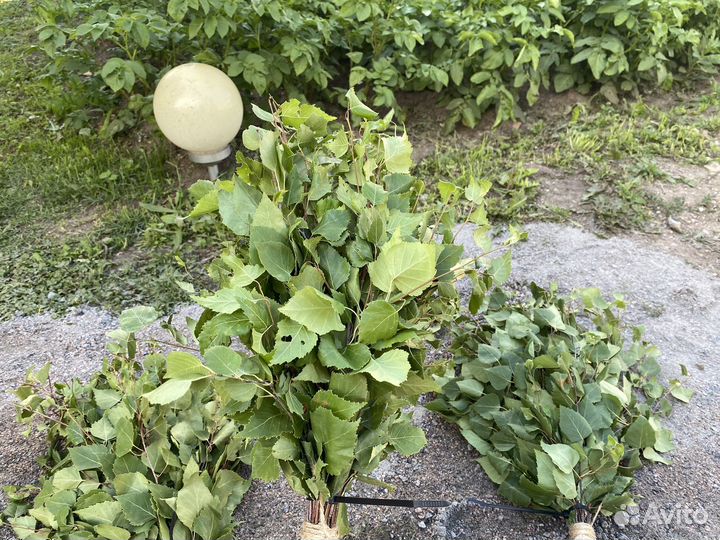 Березовый веник