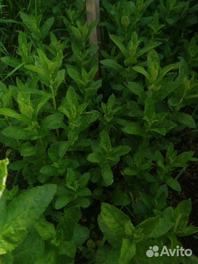 Мята рассада