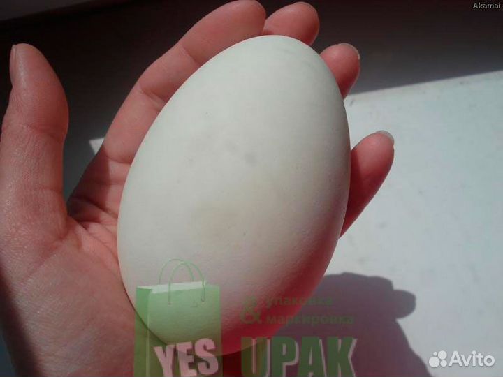 Яйцо гусиное