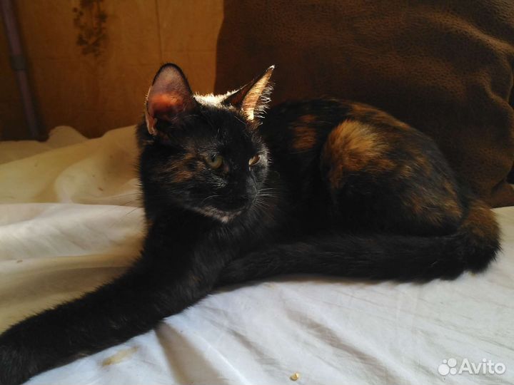 Персиковый котёнок