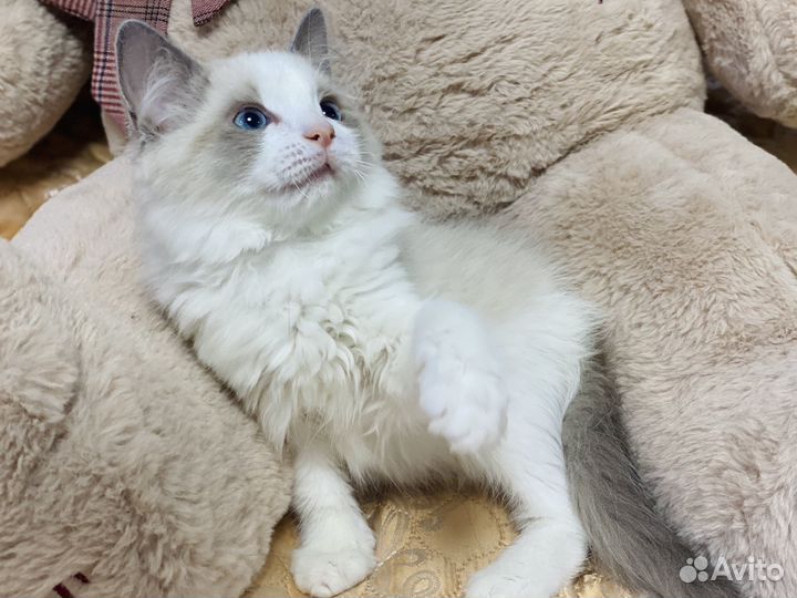 Чистокровный рэгдолл с чудесным характером