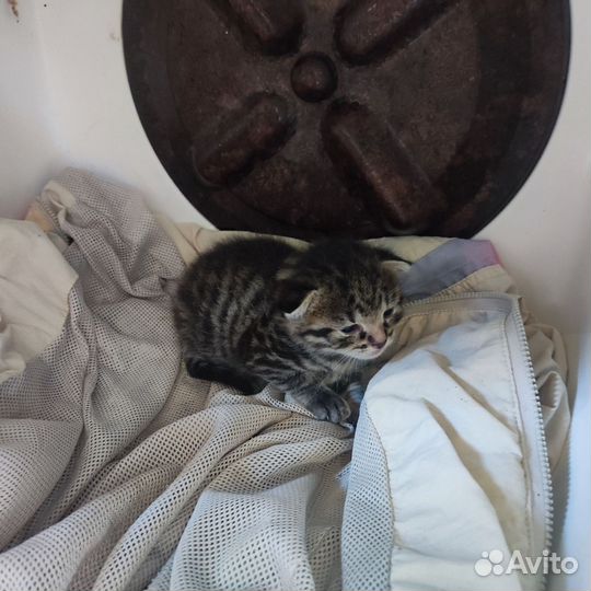 Отдам в добрые руки котенка мальчик