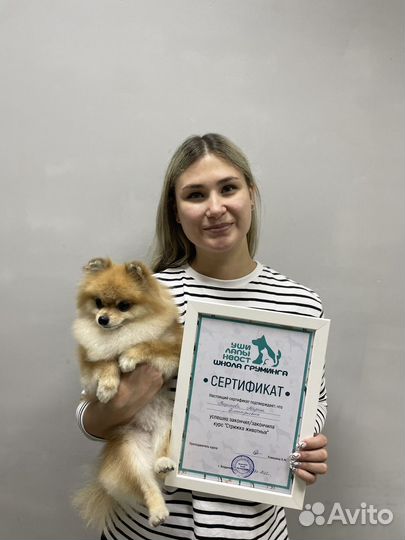 Курсы груминга