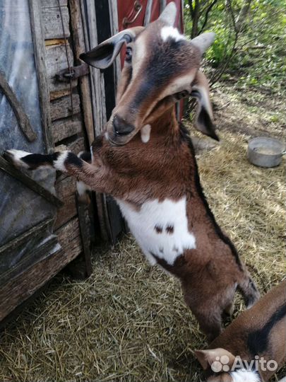 Нубийские козлята