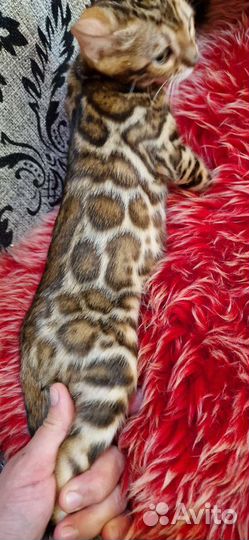 Бенгальские котята
