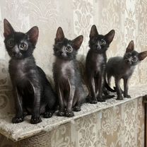 Котята Ликой (Lykoi)