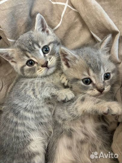 Британские котята