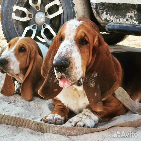 Щенки бассет хаунд