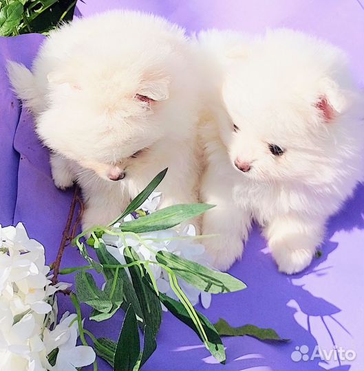 Щенки шпица