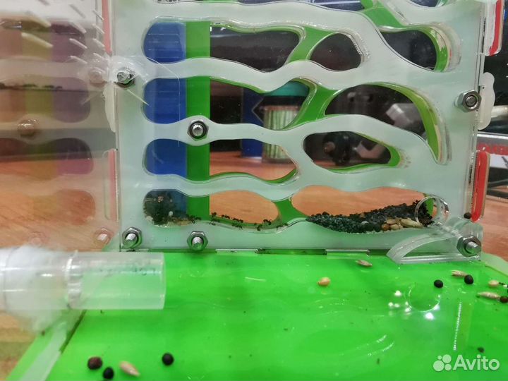 Муравьиная ферма