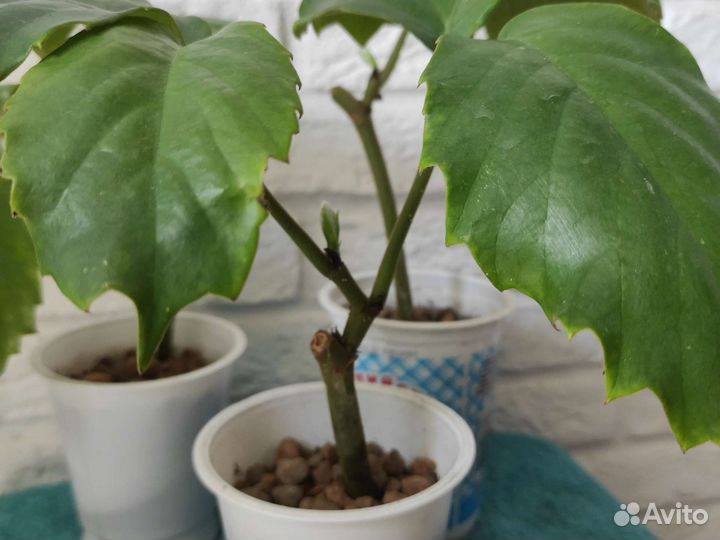 Тетрастигма