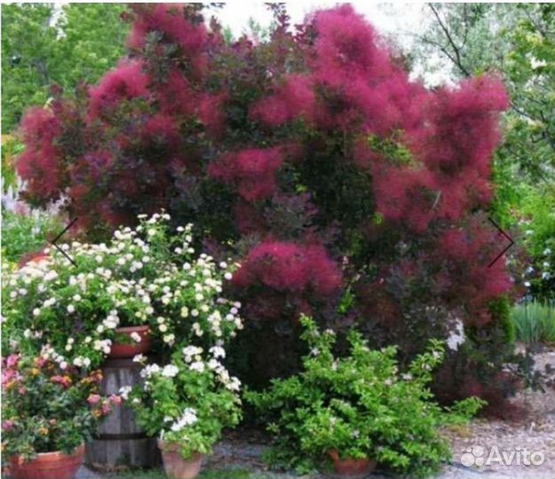 Скумпия кожевенная