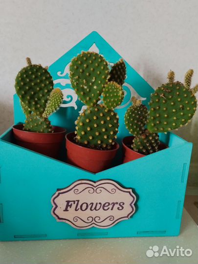 Опунция кактус