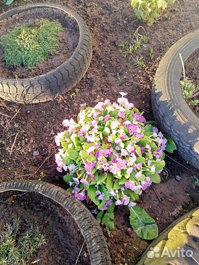 Многолетники