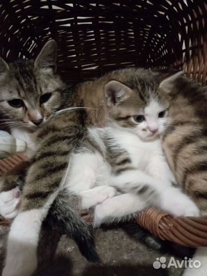 Котик в добрые руки, бесплатно