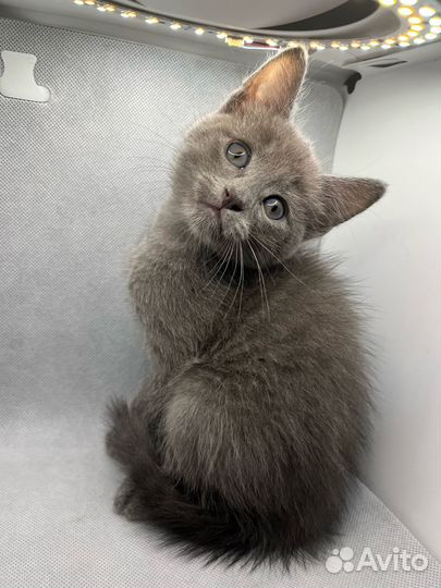Котятки в добрые руки