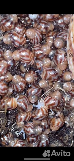 Улитки ахатины ретикулята