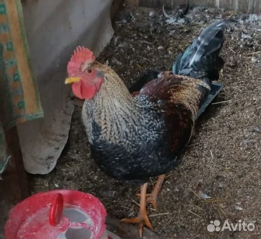 Молодые петухи