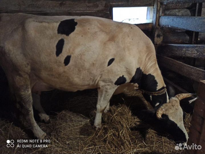 Корова дойная