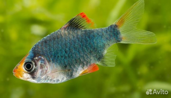 Барбус мшистый (мутант)