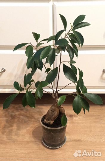 Фикус миркокарпа